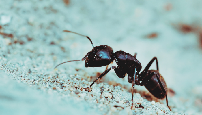 Cenni sulle formiche e metodi di lotta