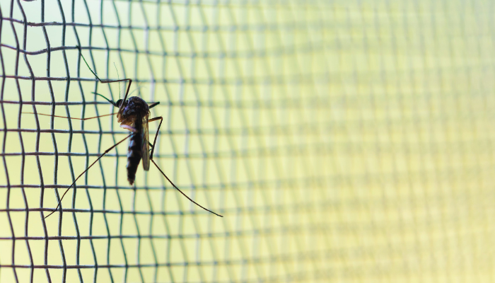 Prevenzione e metodi di lotta contro le zanzare